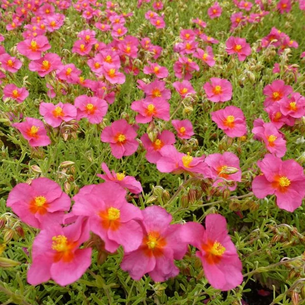 Helianthemum 'Ben Hope' - Napvirág
