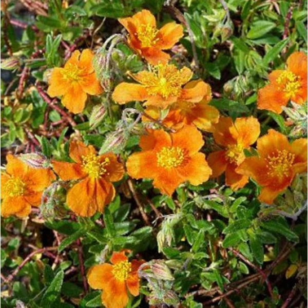 Helianthemum 'Bronzeteppich' – Napvirág