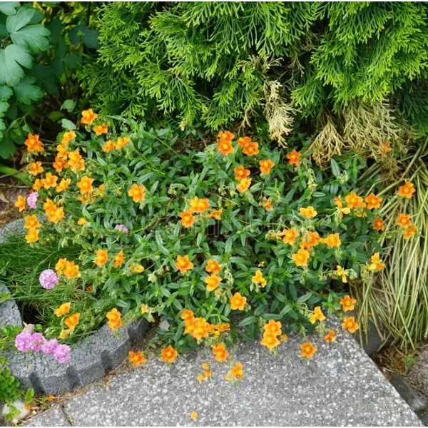 Helianthemum 'Bronzeteppich' – Napvirág