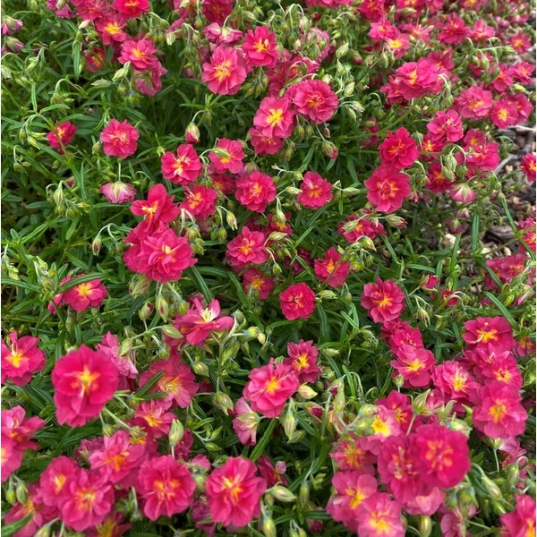 Helianthemum 'Cerise Queen' - Napvirág