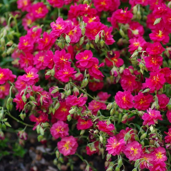 Helianthemum 'Cerise Queen' - Napvirág