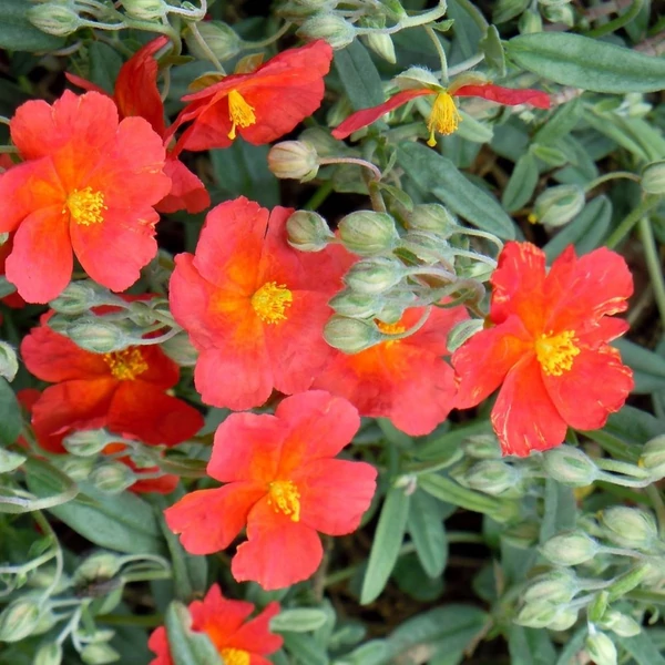 Helianthemum 'Fire Dragon' - Napvirág