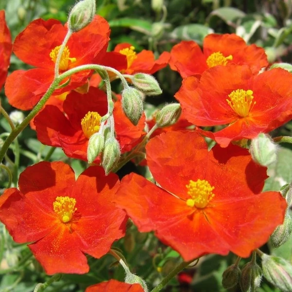 Helianthemum 'Fire Dragon' - Napvirág