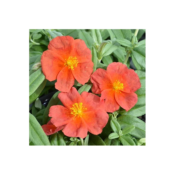 Helianthemum 'Fire Dragon' - Napvirág