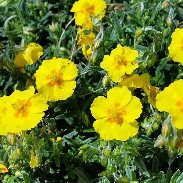 Helianthemum 'Golden Queen' - Napvirág
