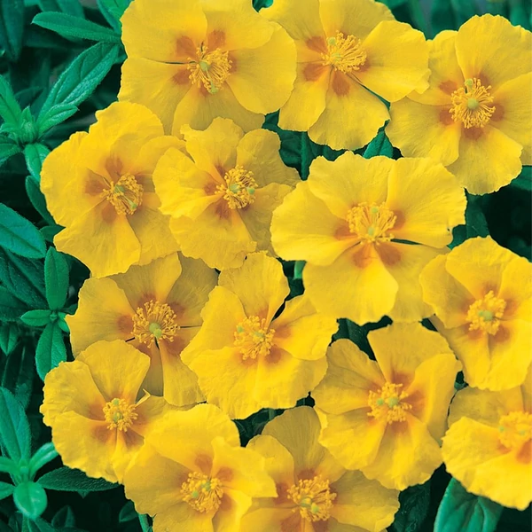 Helianthemum 'Golden Queen' - Napvirág