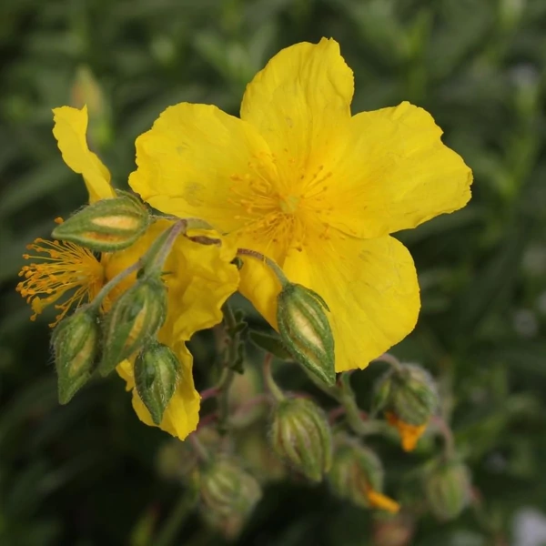 Helianthemum 'Golden Queen' - Napvirág