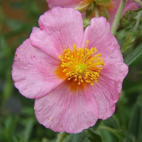 Helianthemum 'Lawrenson's Pink' - Napvirág