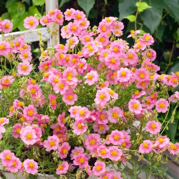Helianthemum 'Lawrenson's Pink' - Napvirág