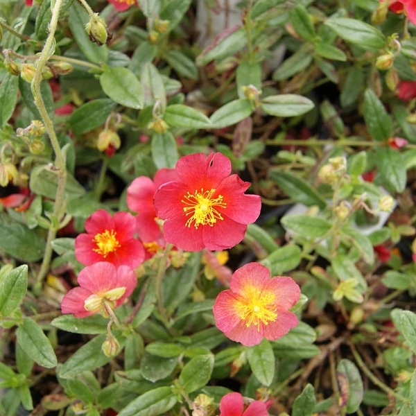 Helianthemum 'Mette' - Napvirág