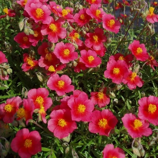 Helianthemum 'Mette' - Napvirág
