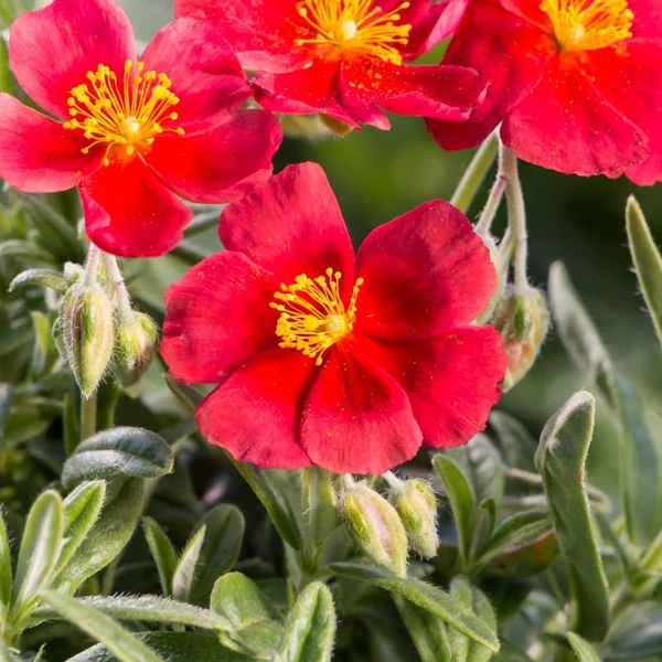Helianthemum 'Red Dragon' - Napvirág