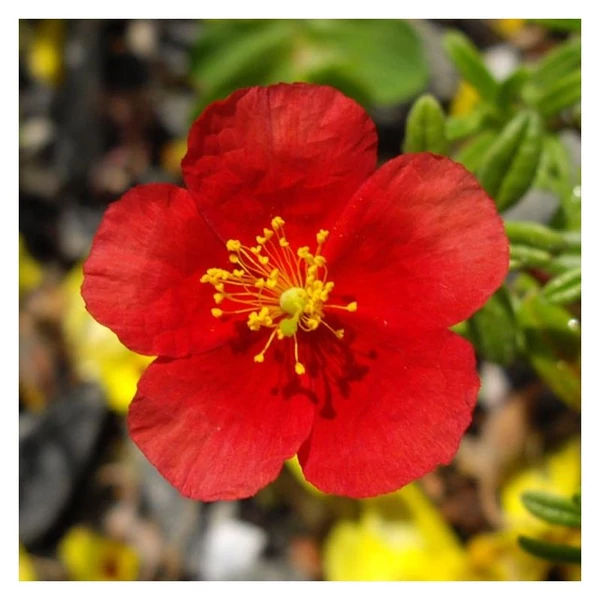 Helianthemum 'Red Dragon' - Napvirág