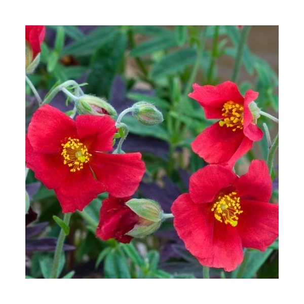 Helianthemum 'Red Dragon' - Napvirág