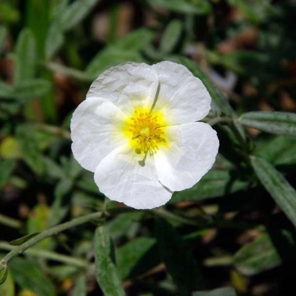 Helianthemum 'Snow Queen' ('The Bride') - Napvirág