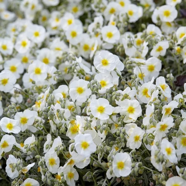 Helianthemum 'Snow Queen' ('The Bride') - Napvirág