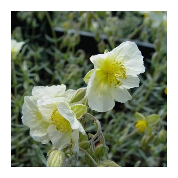 Helianthemum 'Snow Queen' ('The Bride') - Napvirág