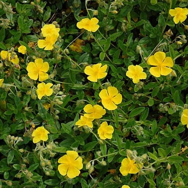 Helianthemum 'Sterntaler' – Napvirág