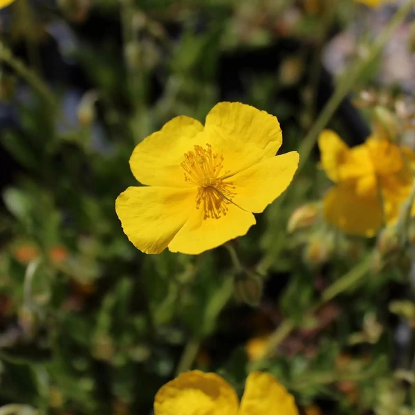 Helianthemum 'Sterntaler' – Napvirág