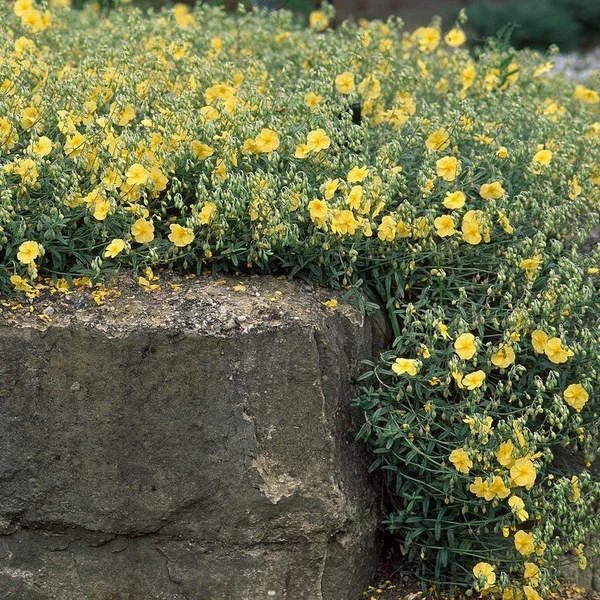 Helianthemum 'Sterntaler' – Napvirág