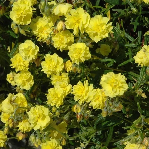 Helianthemum 'Sulphureum Plenum' (Gelbe Perle) - Napvirág
