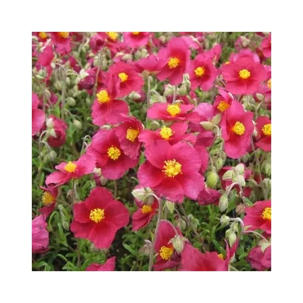 Helianthemum 'Supreme' – Napvirág