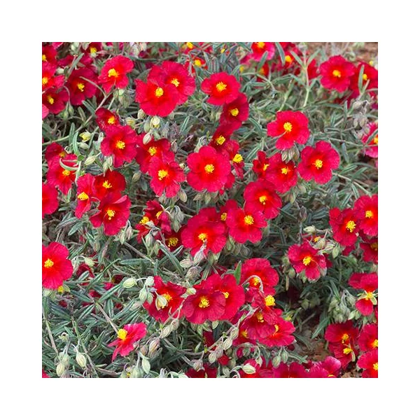 Helianthemum 'Supreme' – Napvirág