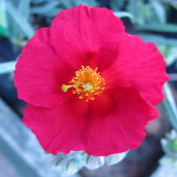 Helianthemum 'Supreme' – Napvirág