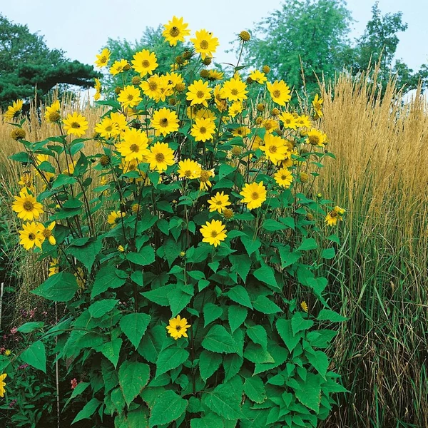 Helianthus decapetalus 'Capenoch Star' - Sokvirágú napraforgó