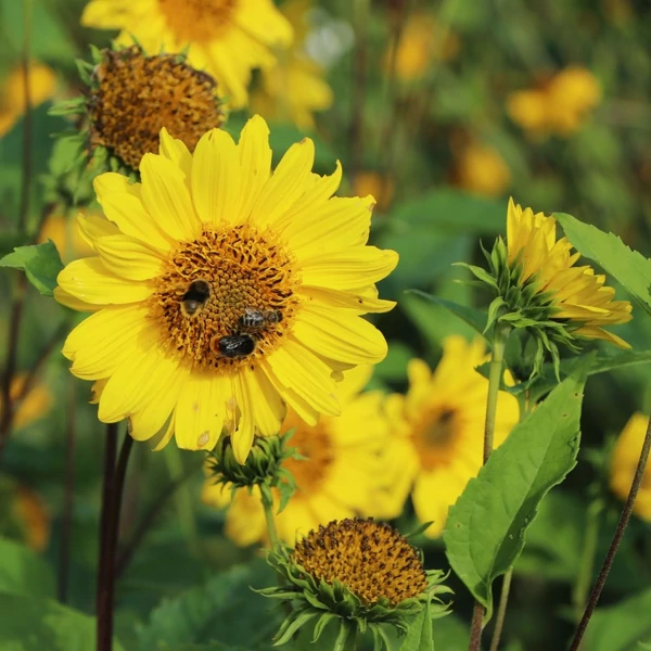 Helianthus decapetalus 'Capenoch Star' - Sokvirágú napraforgó