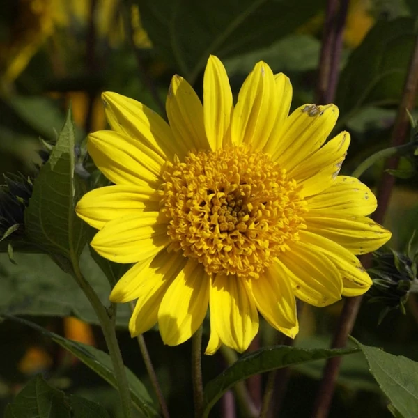 Helianthus decapetalus 'Capenoch Star' - Sokvirágú napraforgó