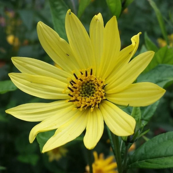 Helianthus 'Lemon Queen' - Napraforgó