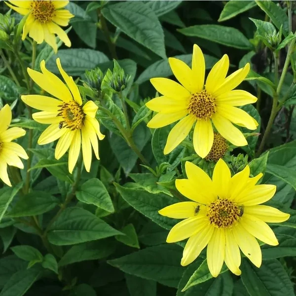 Helianthus 'Lemon Queen' - Napraforgó