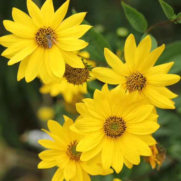 Helianthus 'Lemon Queen' - Napraforgó
