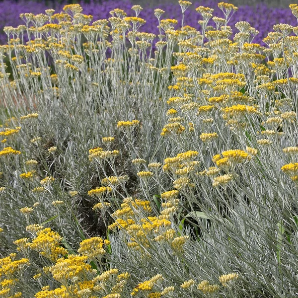 Helichrysum italicum – Olasz szalmagyopár (curryfű)