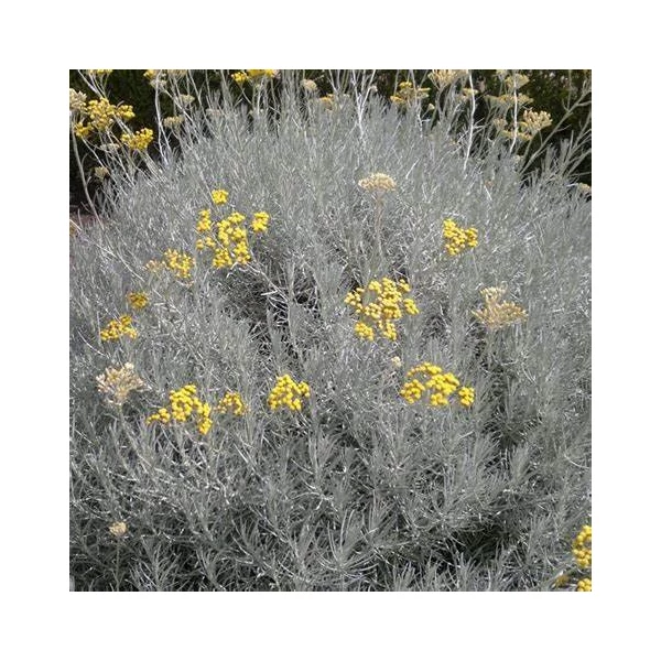 Helichrysum italicum – Olasz szalmagyopár (curryfű)