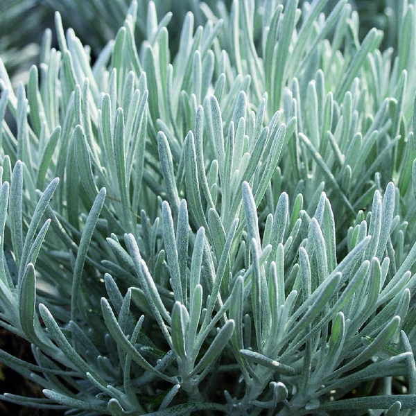 Helichrysum italicum – Olasz szalmagyopár (curryfű)