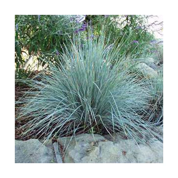 Helictotrichon sempervirens – Örökzöld zabfű