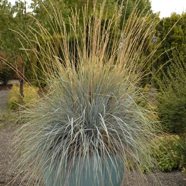 Helictotrichon sempervirens – Örökzöld zabfű