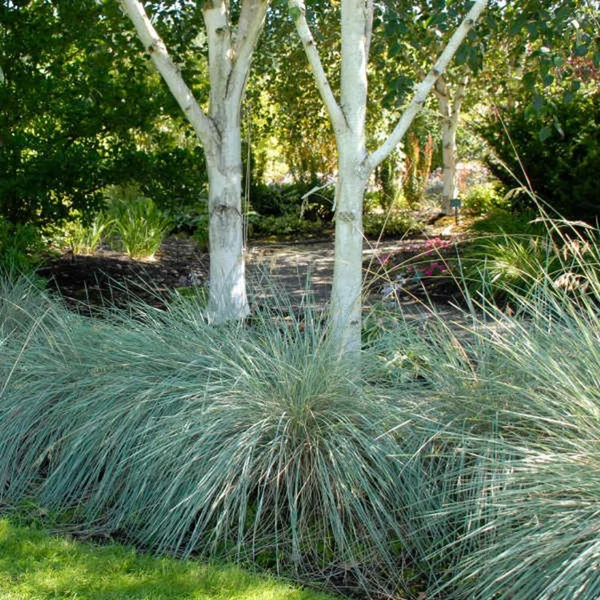 Helictotrichon sempervirens – Örökzöld zabfű