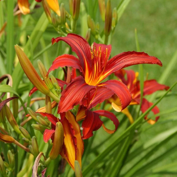 Hemerocallis 'Crimson Pirate' - Sásliliom
