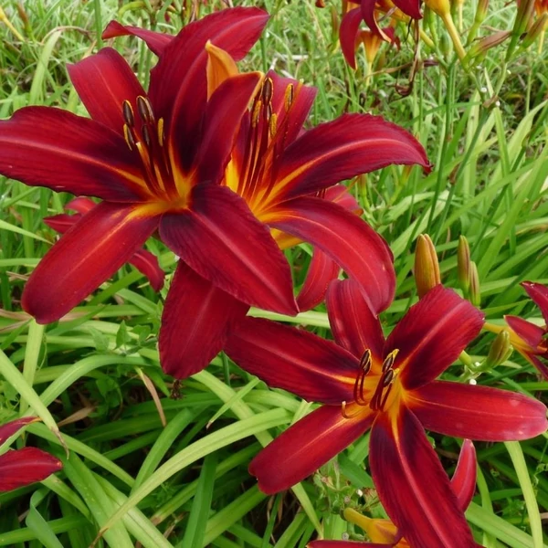 Hemerocallis 'Crimson Pirate' - Sásliliom