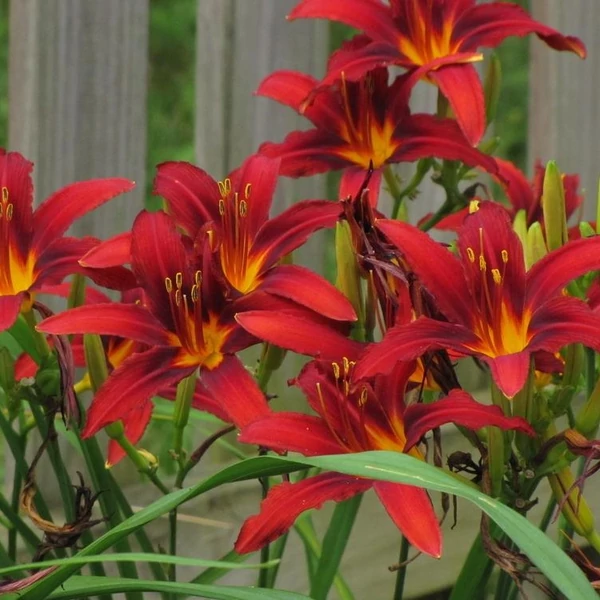 Hemerocallis 'Crimson Pirate' - Sásliliom