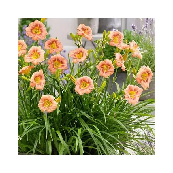 Hemerocallis EveryDaylily™ 'Rose®' – Sásliliom