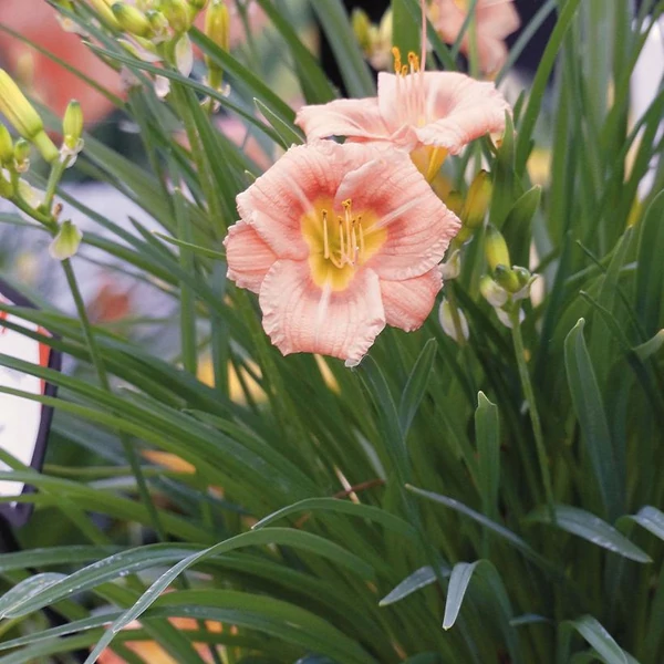 Hemerocallis EveryDaylily™ 'Rose®' – Sásliliom