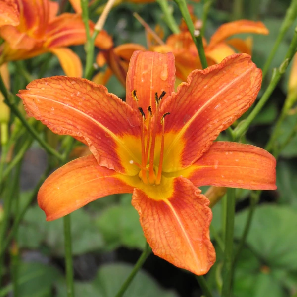 Hemerocallis fulva - Vöröslő sásliliom