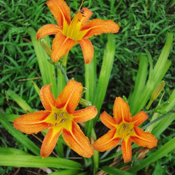 Hemerocallis fulva - Vöröslő sásliliom