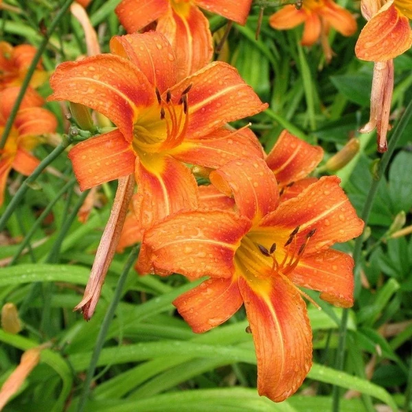 Hemerocallis fulva - Vöröslő sásliliom