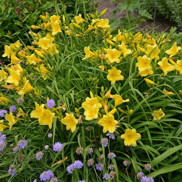 Hemerocallis 'Happy Returns' – Sásliliom