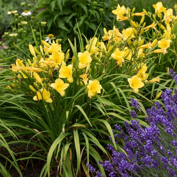 Hemerocallis 'Happy Returns' – Sásliliom
